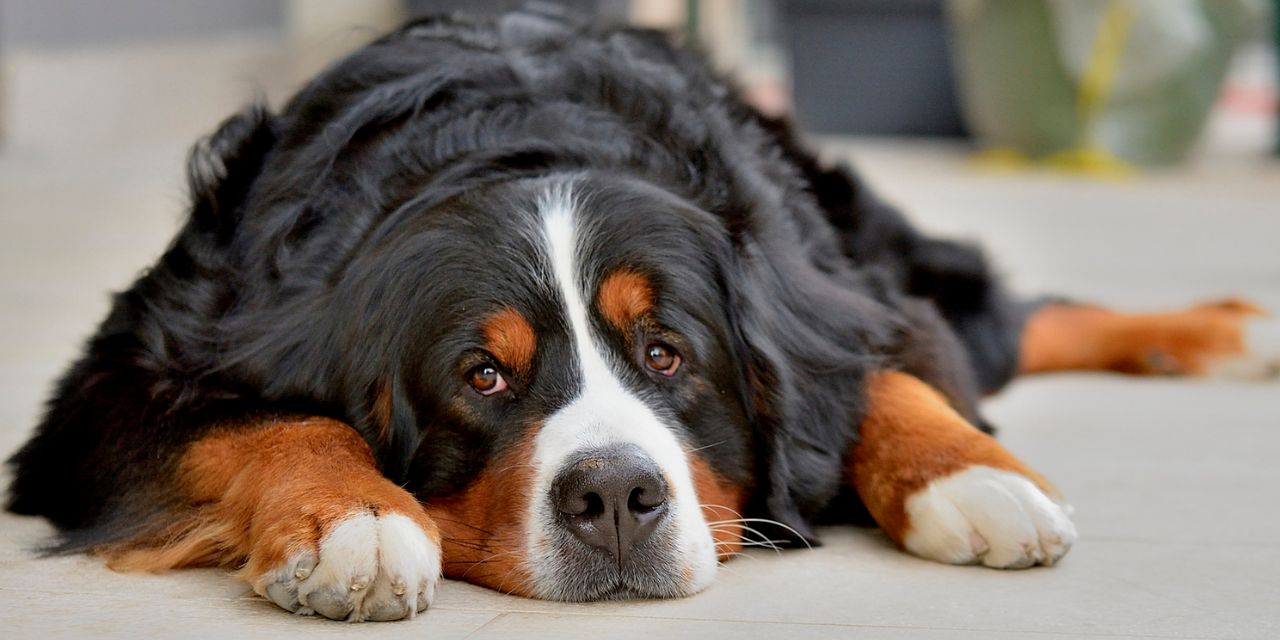 SANOTECH di FABEN srl